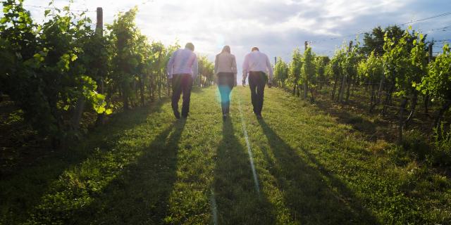 Promenade Découverte Vignobles