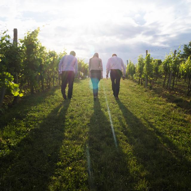 Promenade Découverte Vignobles