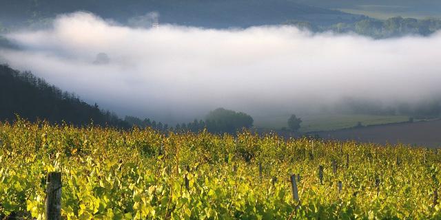 Vignoble Auxerrois Panorama Irancy