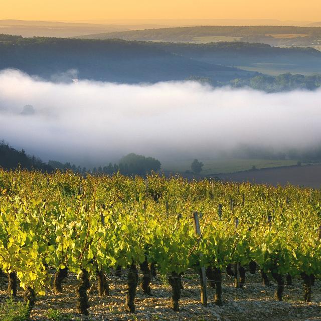 Vignoble Auxerrois Panorama Irancy