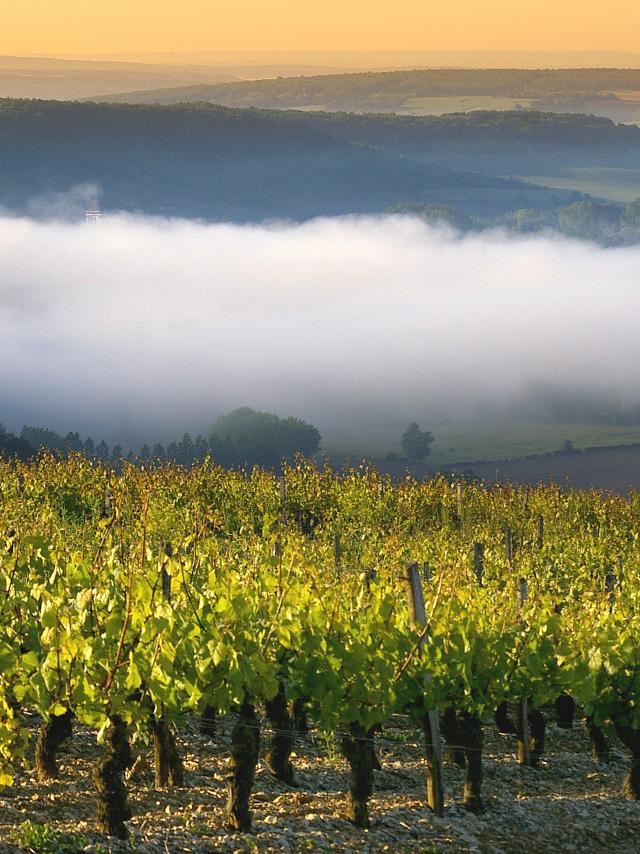 Vignoble Auxerrois Panorama Irancy