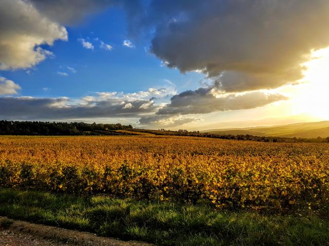 Campagne Auxerroise