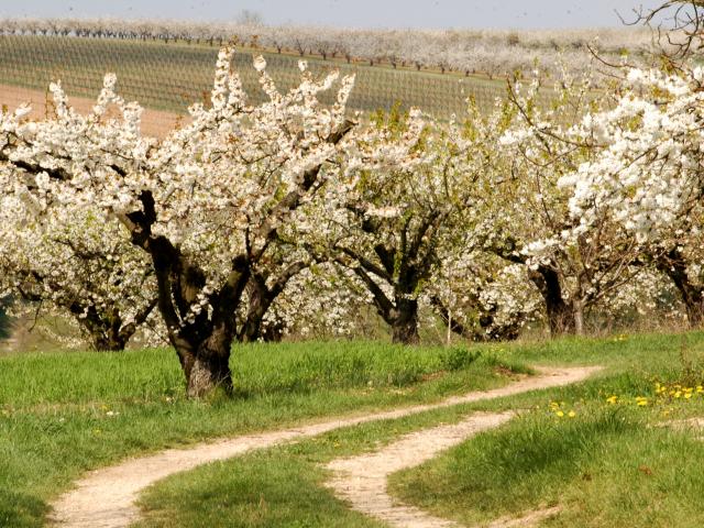 Cerisiers en fleurs