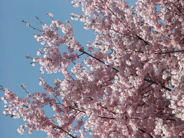 Cerisiers en fleurs