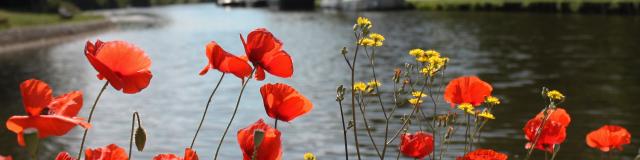 Coquelicots sur fond de canal