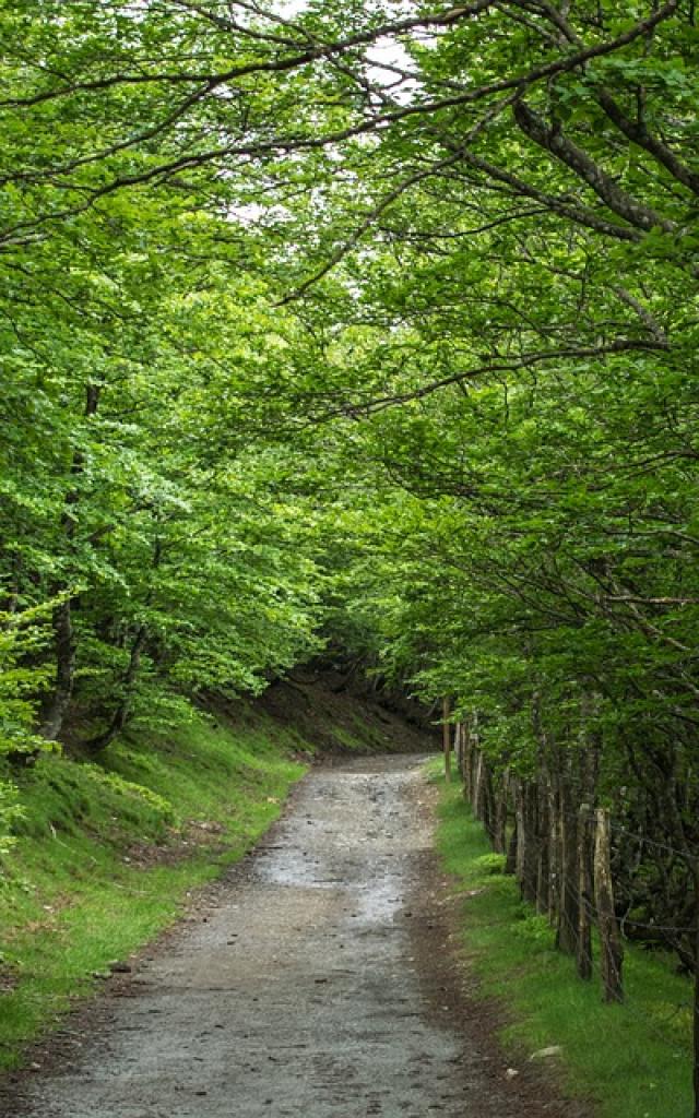 Chemin Boisé Vert