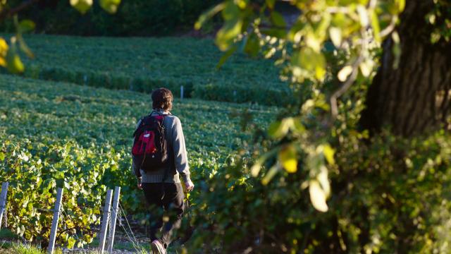 Randonneur dans les vignes