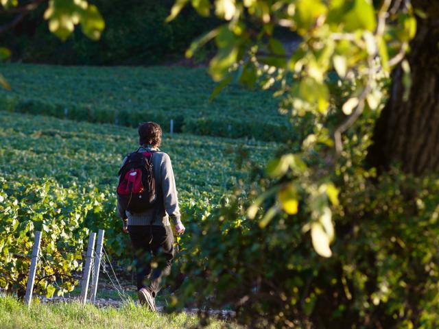 Randonneur dans les vignes