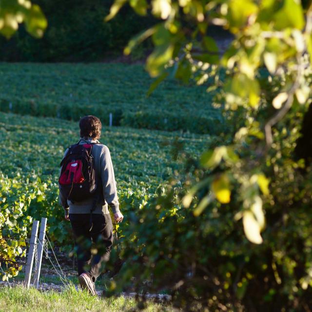 Randonneur dans les vignes