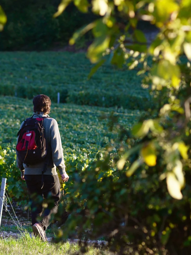 Randonneur dans les vignes